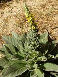 common mullein